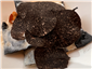 truffle ravioli